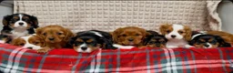 Cavalier King Charles Spaniel dogs for sale: STUNNING CAVALIER KING CHARLES PUPPIES  - Advert 18