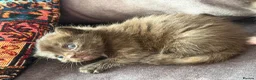Ragdoll cats for sale: Mix kittens (ragdoll mom) - Advert 9