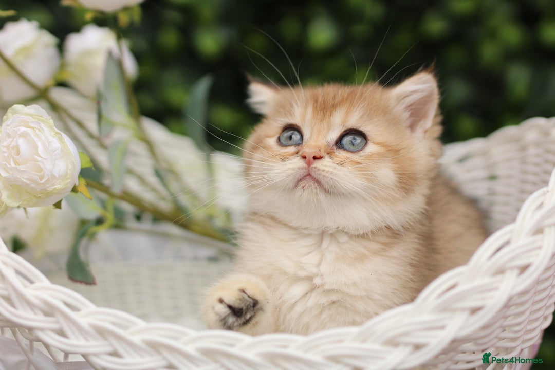 British Shorthair cats for sale: Gorgeous Golden & Blue Golden. Ready now! - Image 11