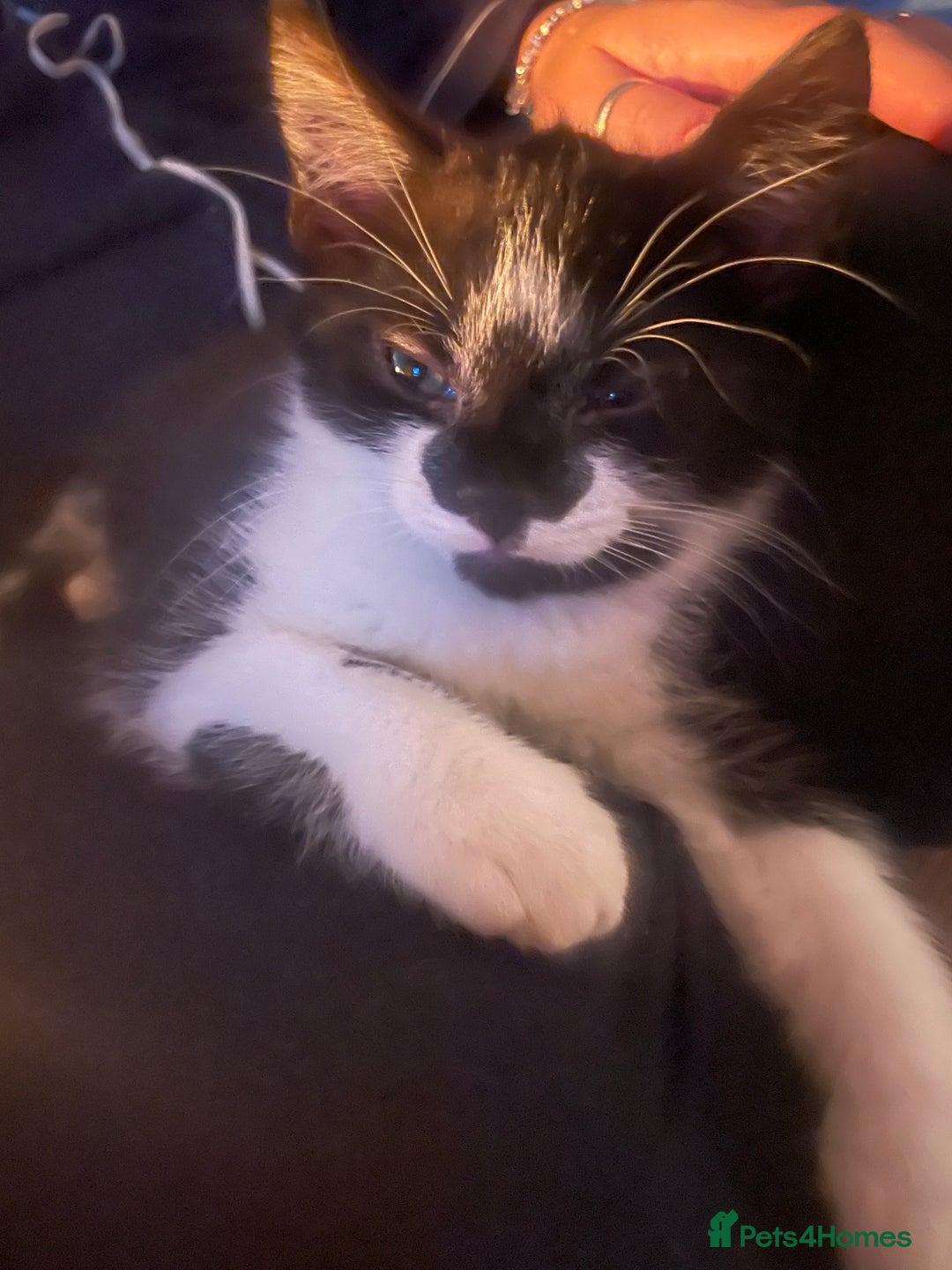 Mixed Breed cats for sale: Kitten for sale  - Advert 4