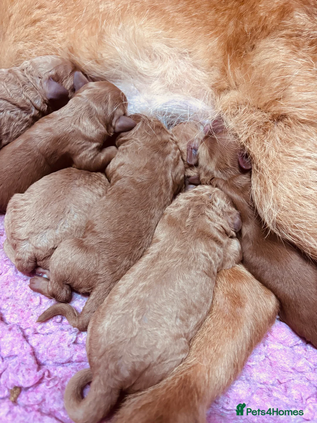 Labradoodle dogs for sale: Medium sized F1b Labradoodles  - Advert 8