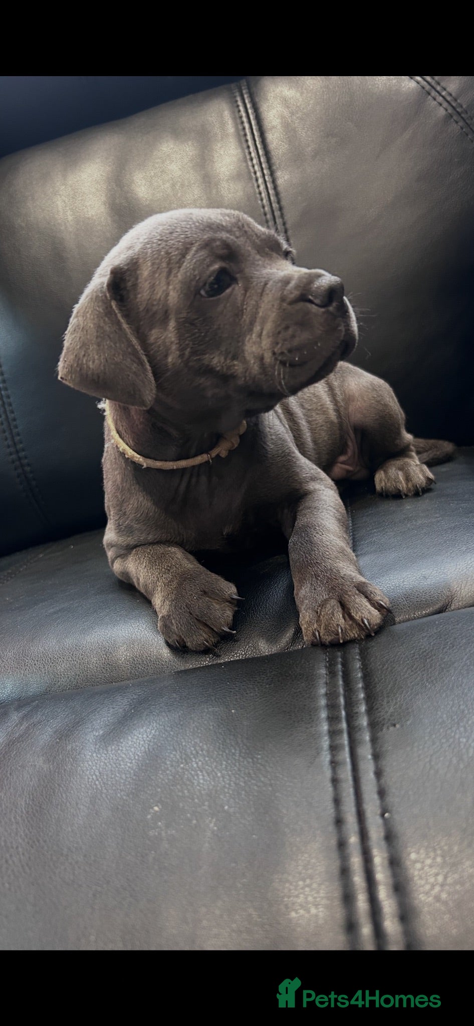 Staffordshire Bull Terrier dogs KC reg Blue Staff Puppies  - Advert 5