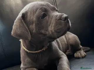 Staffordshire Bull Terrier dogs KC reg Blue Staff Puppies - Advert 5