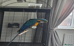 Macaws birds for sale: Blue and gold macaw - Image 3