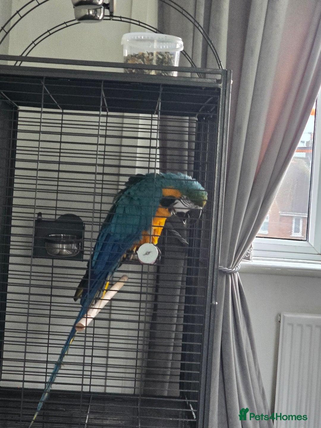 Macaws birds for sale: Blue and gold macaw - Image 3