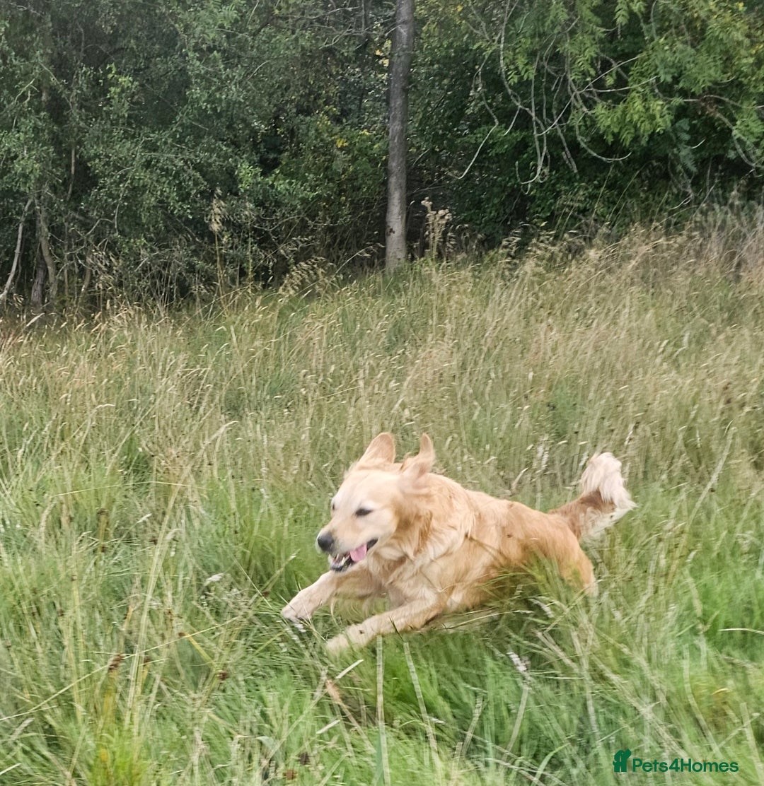 Golden Retriever dogs for sale: Amazing shades long awaited litter - Advert 13
