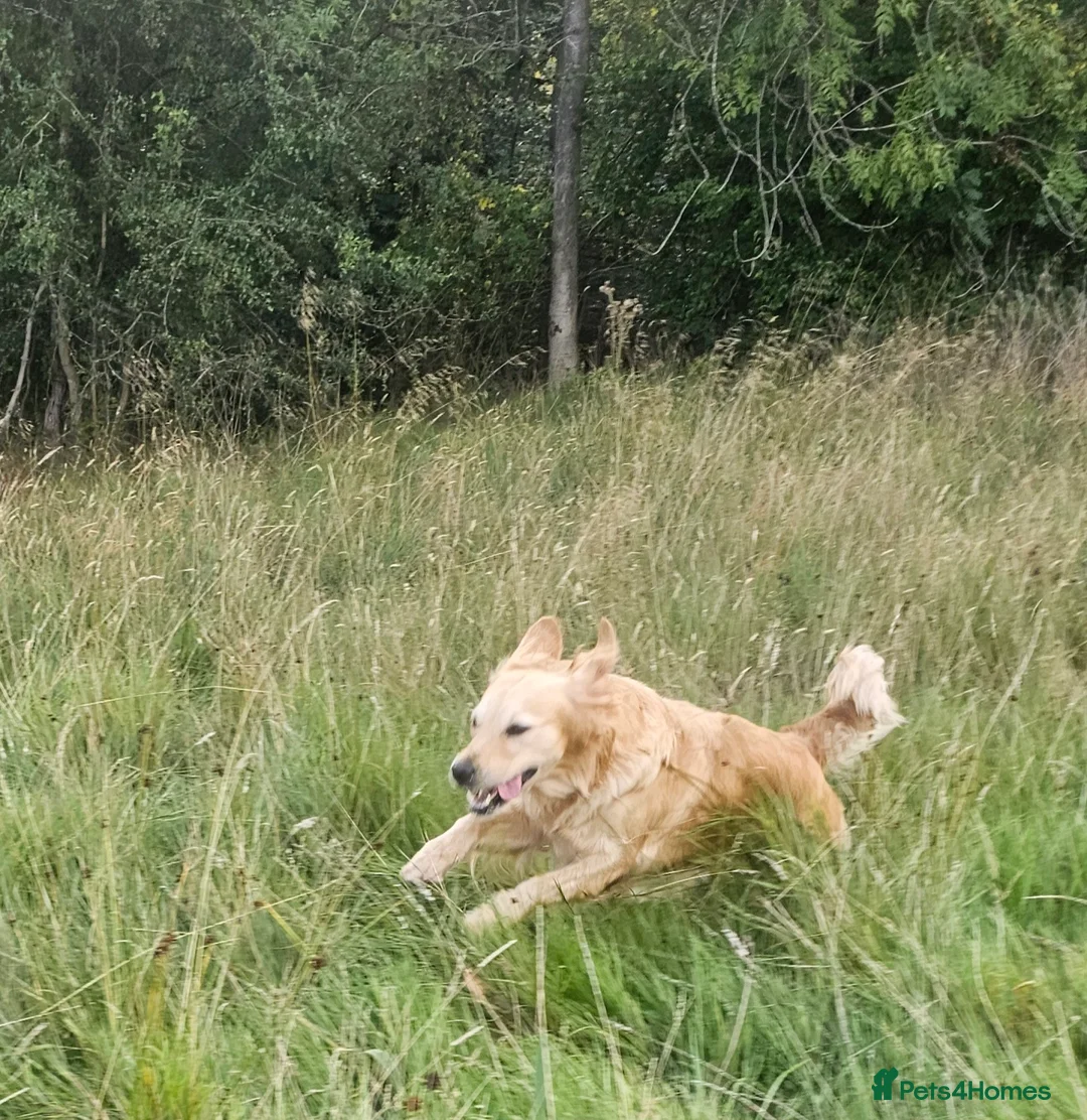 Golden Retriever dogs for sale: Amazing shades long awaited litter - Advert 7