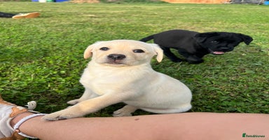 Labrador Retriever dogs - Advert 8