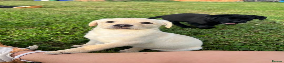 Labrador Retriever Puppy 6