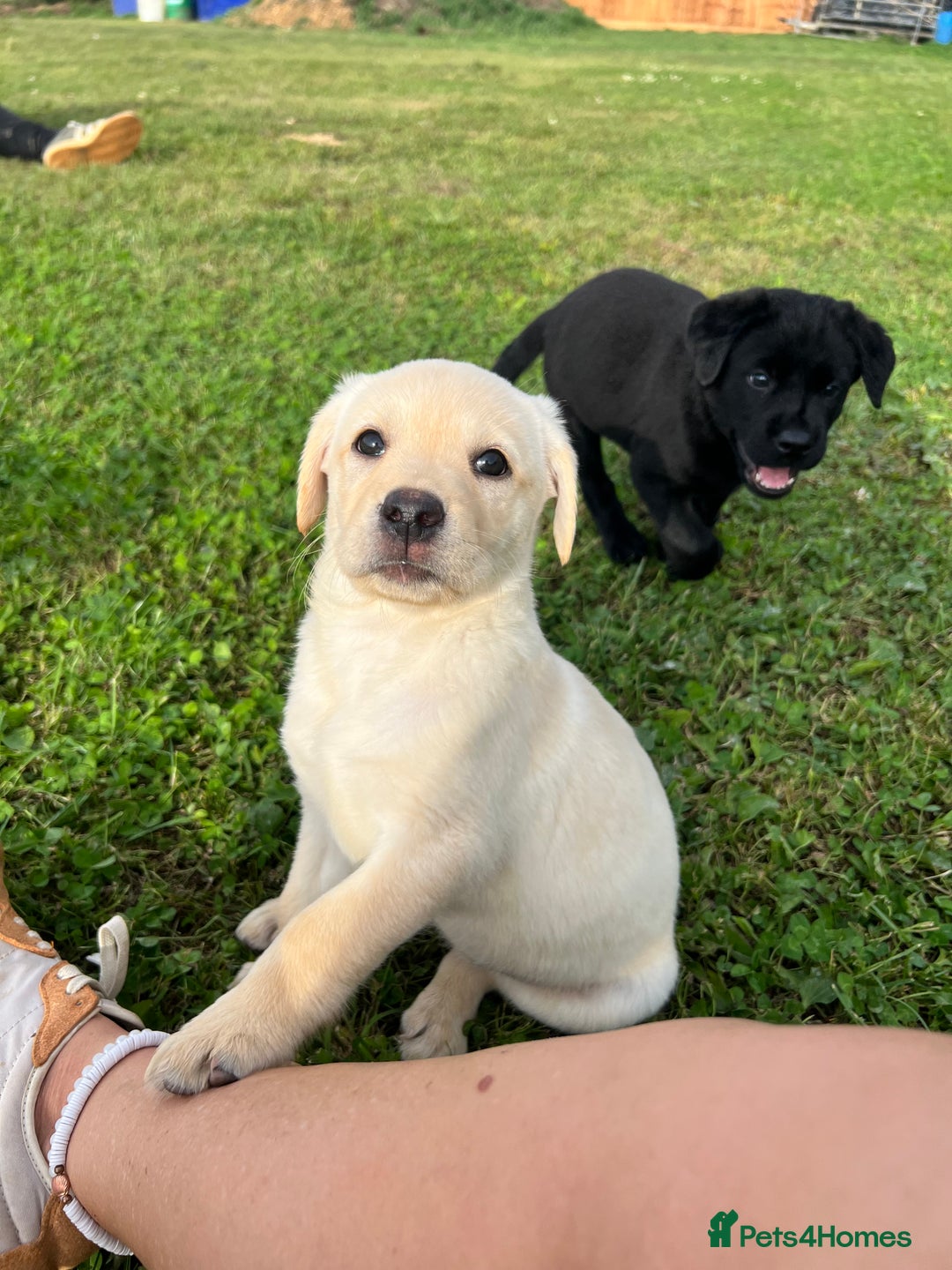 Labrador Retriever dogs for sale: Labrador Retriever Puppies  - Image 2