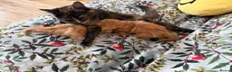 Mixed Breed cats for sale: The most adorable kittens 🐱🐱! - Advert 5