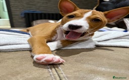 Basenji dogs for sale: Basenji Puppies looking for a new forever home - Image 1
