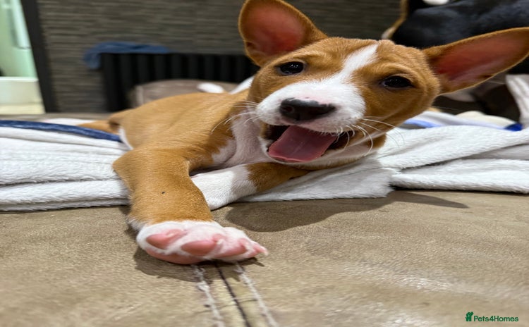 Basenji dogs - Advert 1