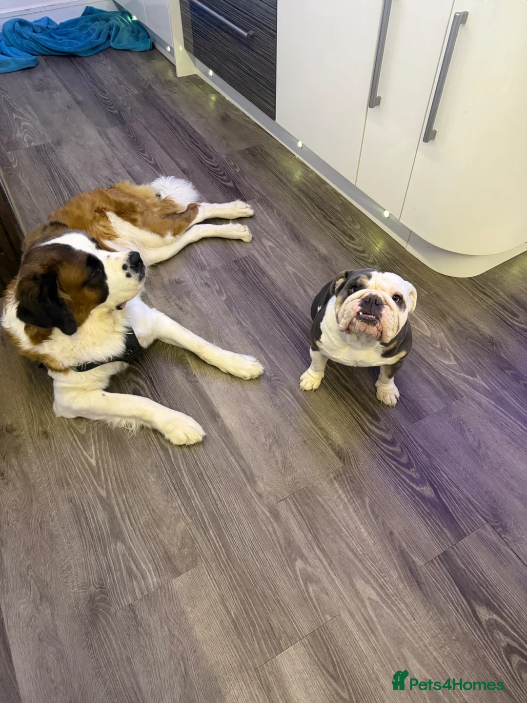 Saint Bernard dogs for sale: Female Saint Bernard  in Stevenage - Advert 2