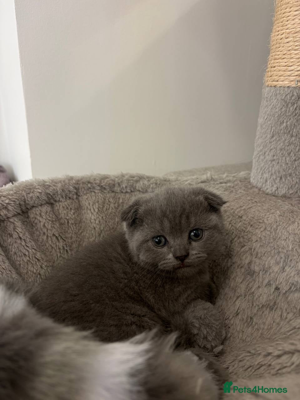 Scottish Fold cats for sale: Amazing Lilac And Blue Scottish Fold Kittens - Advert 5