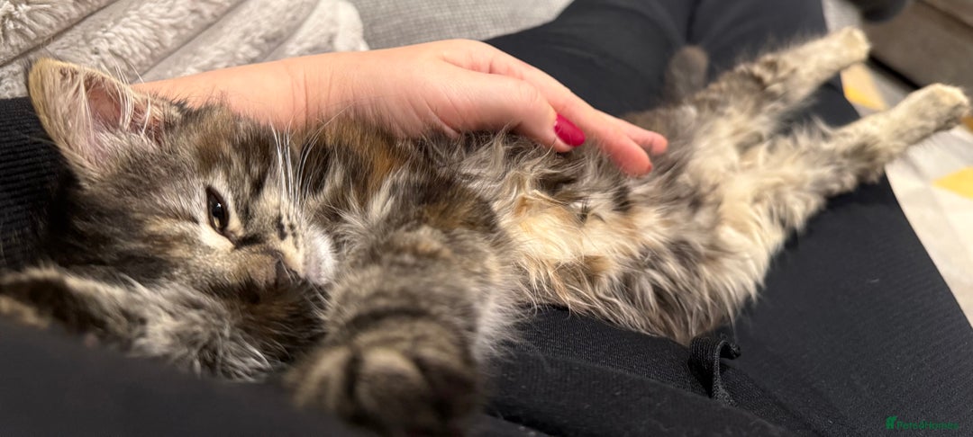 Mixed Breed cats for sale: 🐾 Beautiful 3-Month-Old Female Kitten – Luna 🐾 - Advert 3