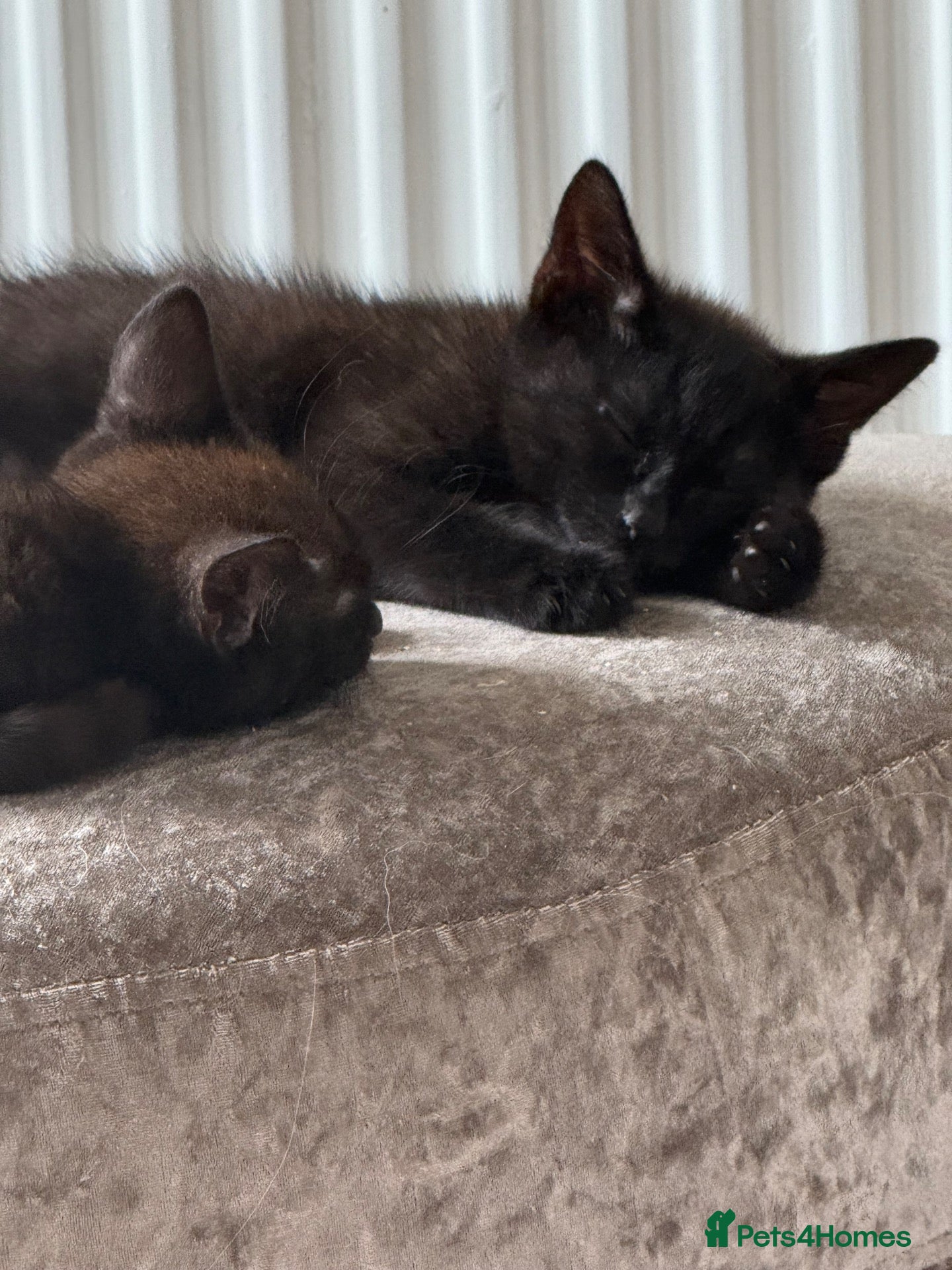 Mixed Breed cats 13 week old mixed litter of gorgeous black kittens - Advert 9