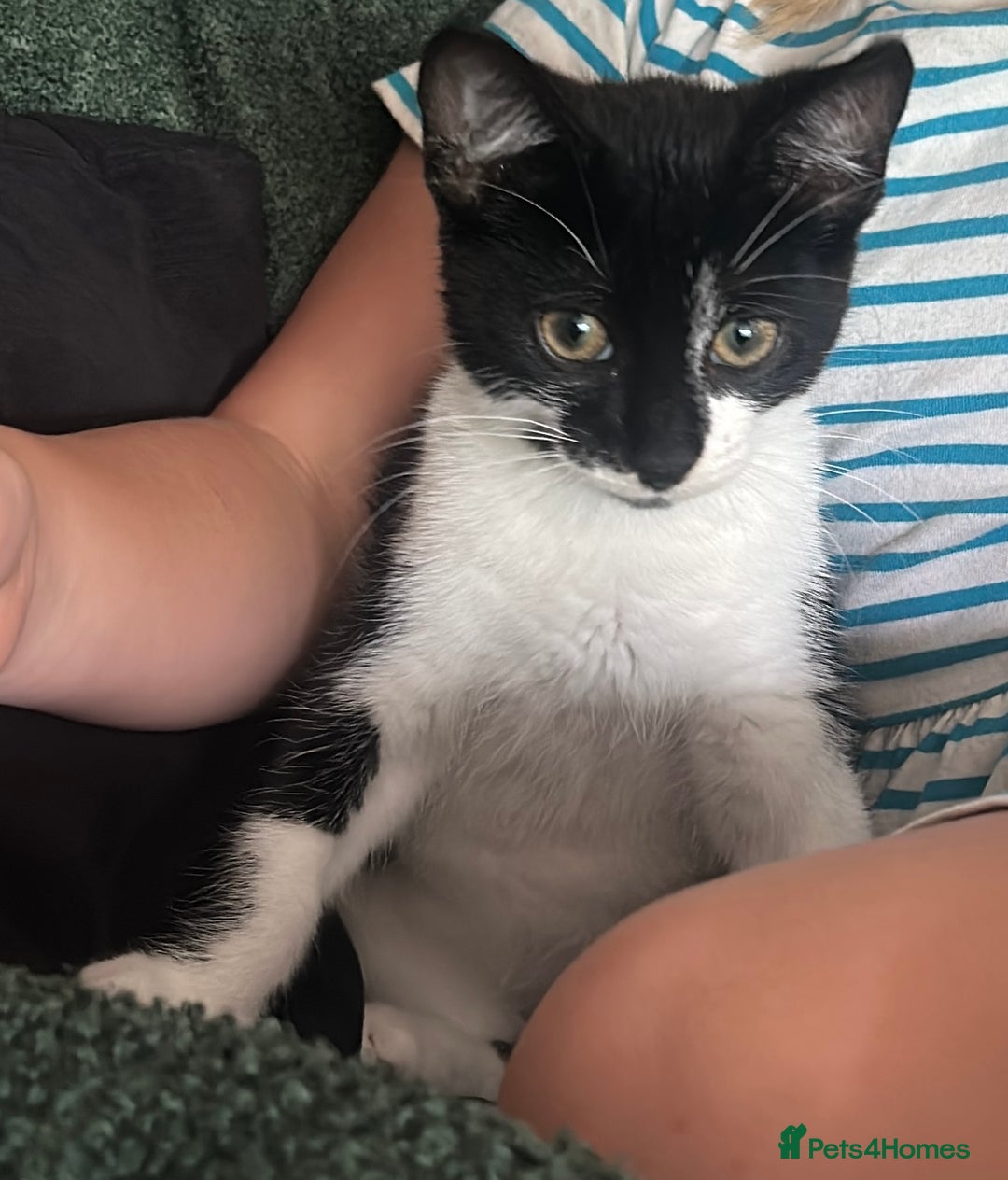 Domestic Shorthair cats for sale: Ivan  - Image 3