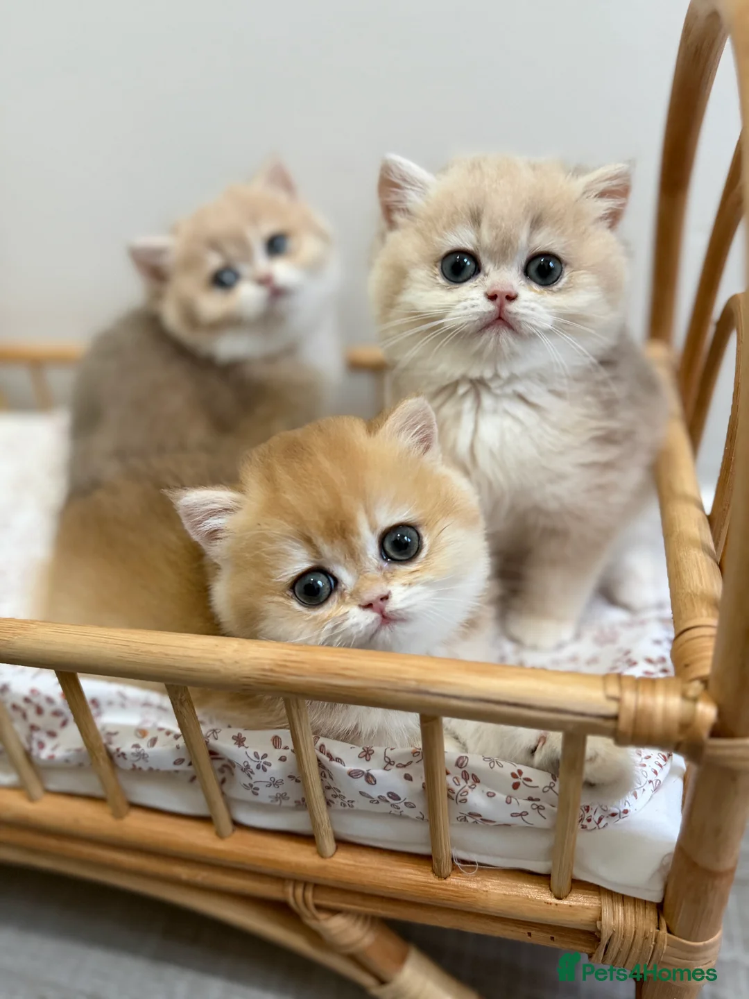 British Shorthair cats for sale: Golden Blue British Shorthair kittens - Advert 4
