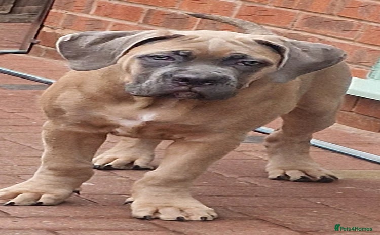 Cane Corso dogs - Advert 12