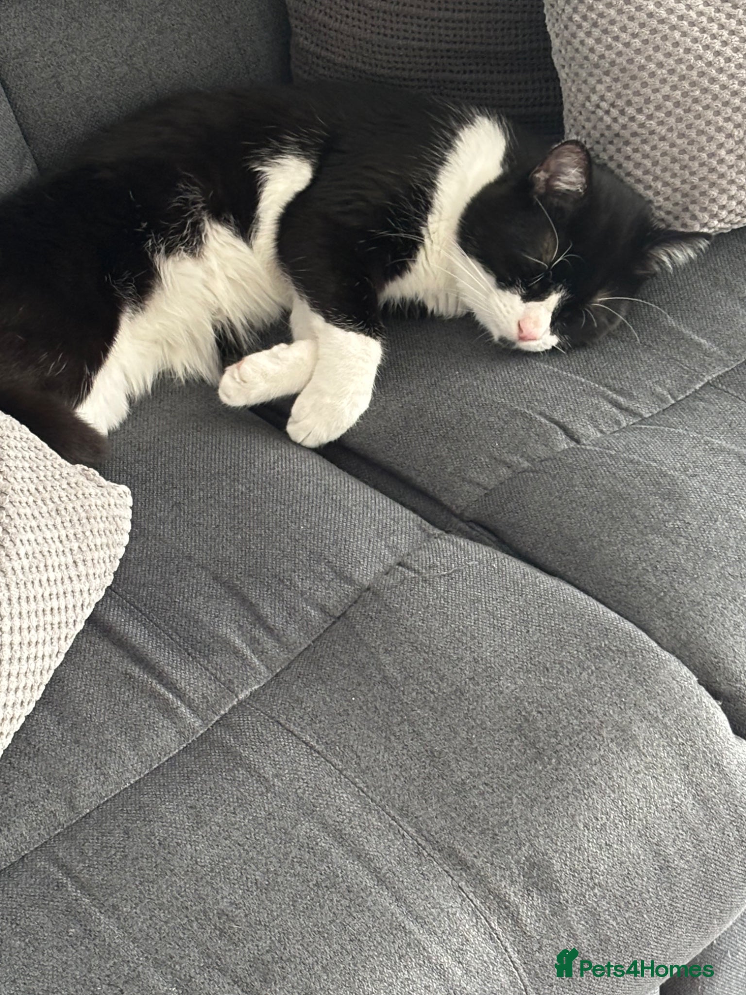 British Shorthair cats Adult cat - Advert 1