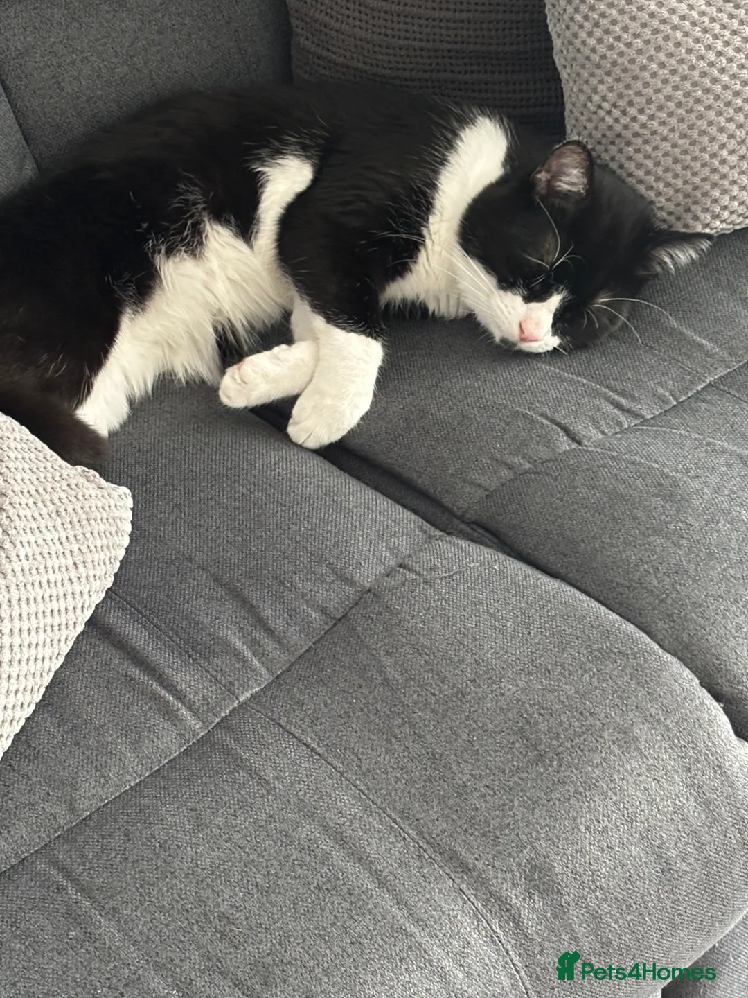 British Shorthair cats for sale: Adult cat - Advert 1