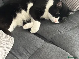 British Shorthair cats Adult cat - Advert 1