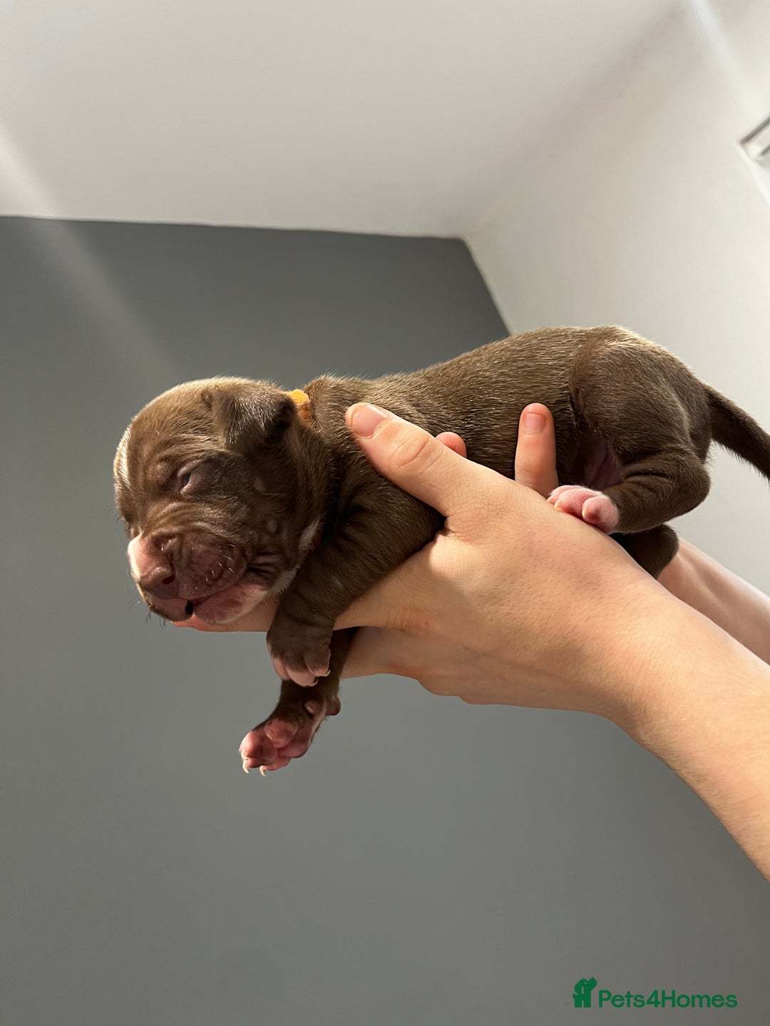 Mixed Breed dogs for sale: Staffy mix pups  - Image 20