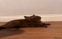 British Shorthair cats for sale: British Shorthair kittens  - Image 12
