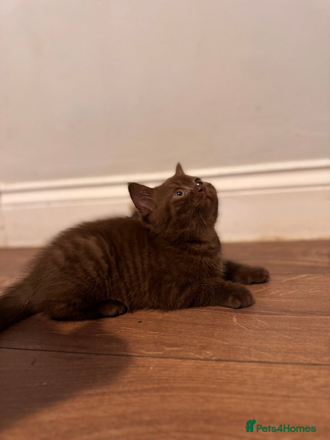 British Shorthair cats for sale: British Shorthair kittens  - Image 12