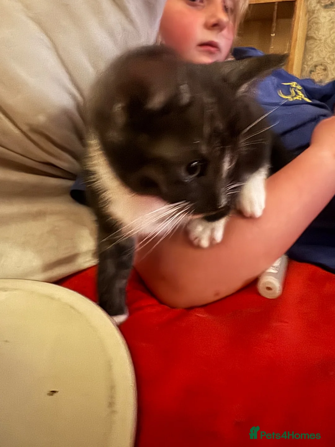Mixed Breed cats for sale: 3 stunning grey/white & black Calico Kittens - Advert 10