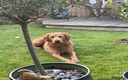 Labradoodle dogs for stud: Beautiful Labradoodle for stud  - Image 5