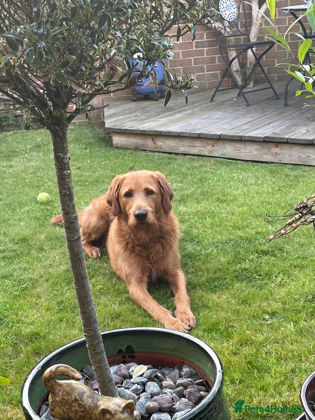 Labradoodle dogs for stud: Beautiful Labradoodle for stud  - Image 5