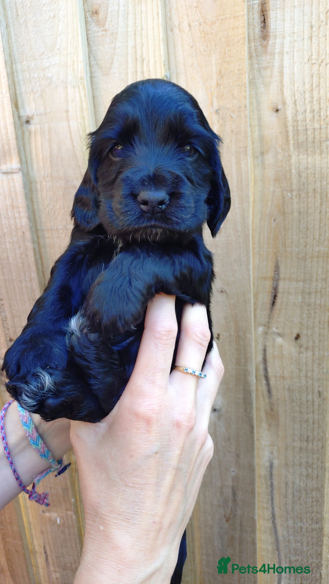 Cocker Spaniel dogs for sale: KC reg show cocker spaniel puppies - Image 15