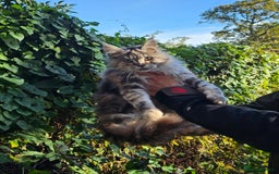 Maine Coon cats for sale: 5 maine coons  - Image 3