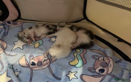 Persian cats for sale: Doll face Persian x - Image 21
