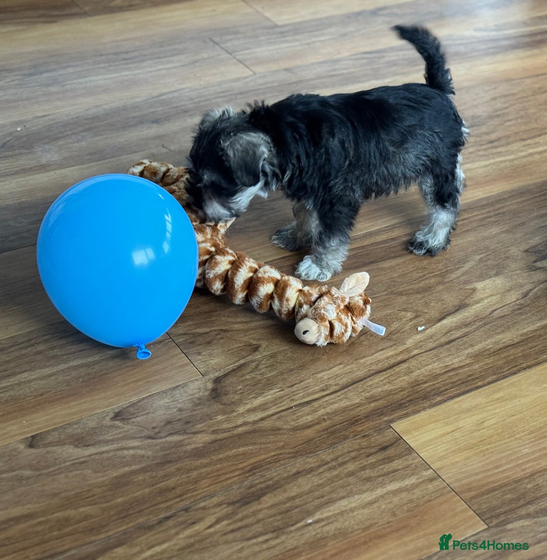 Miniature Schnauzer dogs for sale:  kc/Bva eye tested clear vet checked & certificate - Advert 14