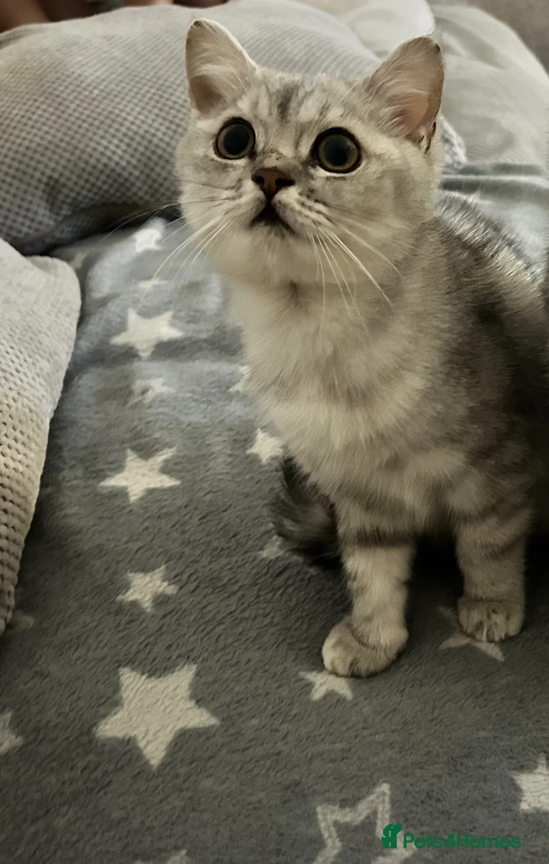 British Shorthair cats for sale: British short hair  - Advert 2