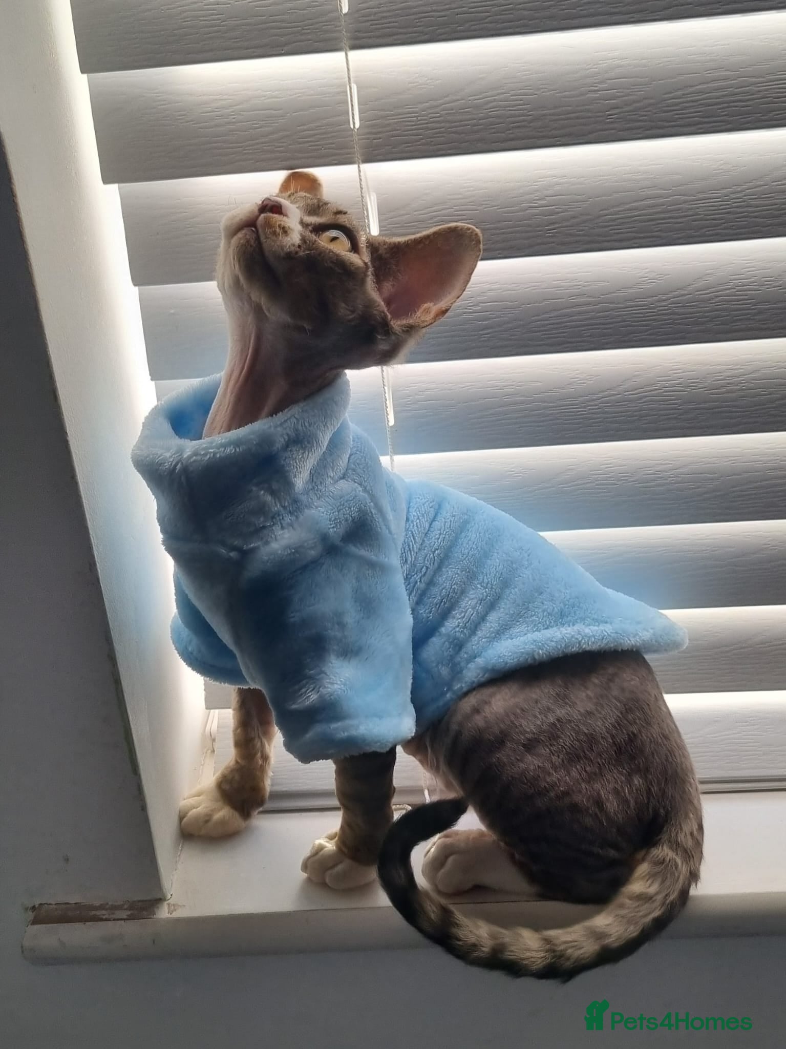 Devon Rex cats ❤️🐱Adorable Devon Rex boy ❤️🐱 - Advert 5