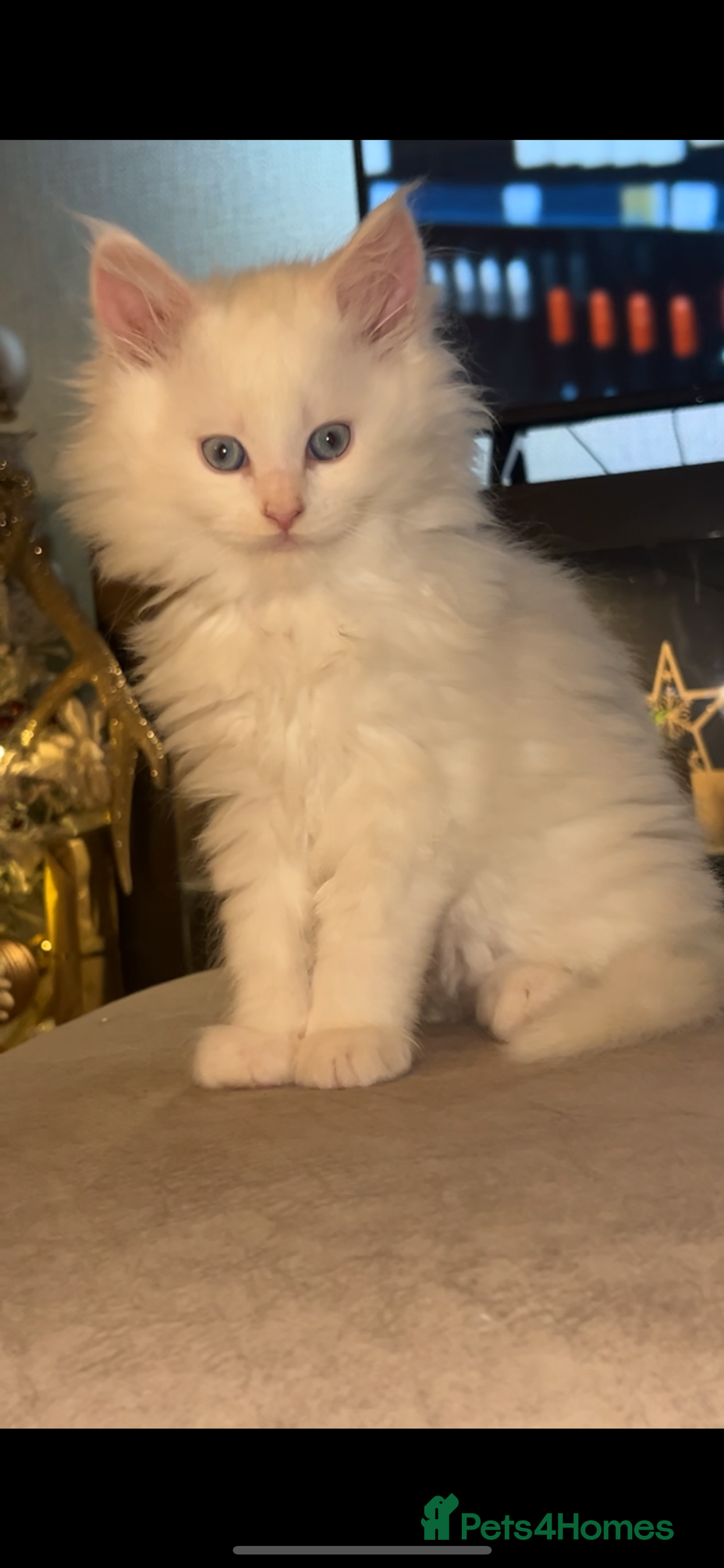 Maine Coon cats for sale: Stunning white and smoke Xl Maine coons (odd eyes) - Advert 6