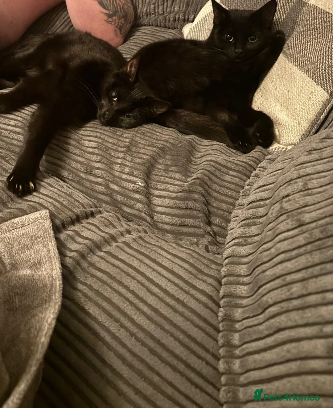 Mixed Breed cats for sale: 2 black cats for sale  - Advert 3