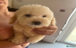 Cockapoo dogs for sale: Cockapoo puppy's  - Image 1