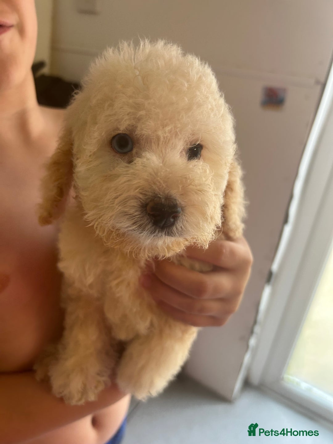 Cockapoo dogs for sale: Cockapoo puppy's  - Image 1