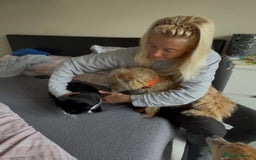 Mixed Breed dogs for adoption: Button - Watton Norfolk  - Advert 4