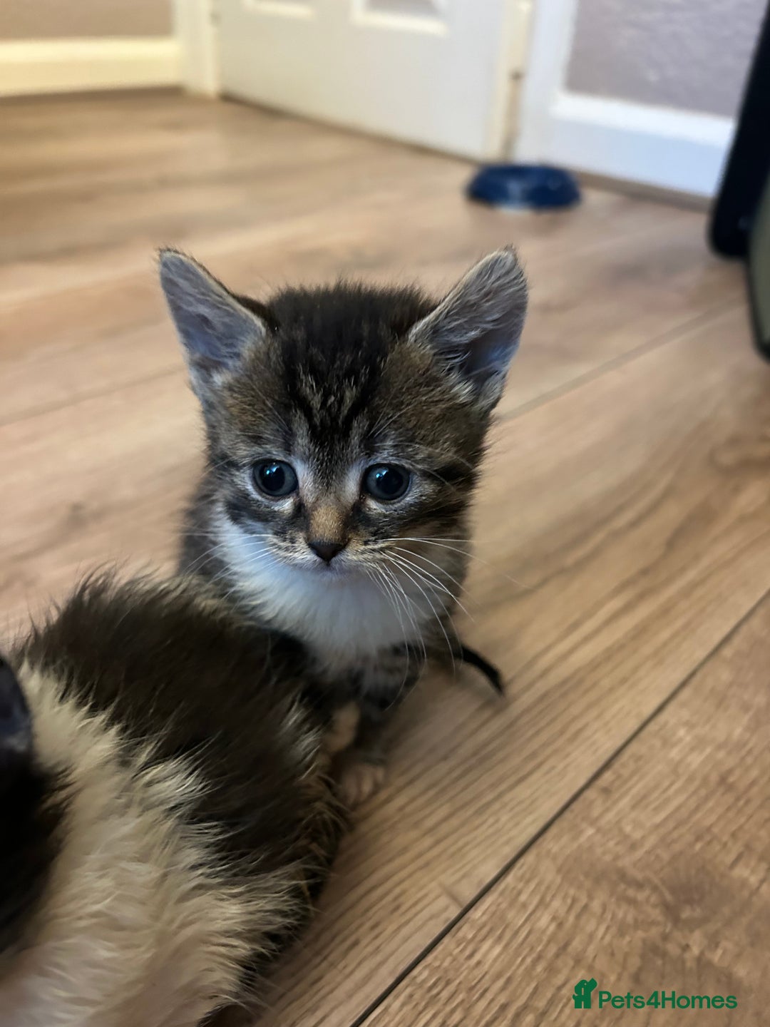 Mixed Breed cats for sale: Kittens available  - Image 12
