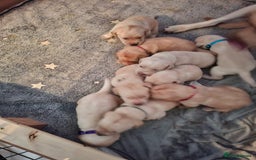 Labrador Retriever dogs for sale: Labrador puppies - Image 15