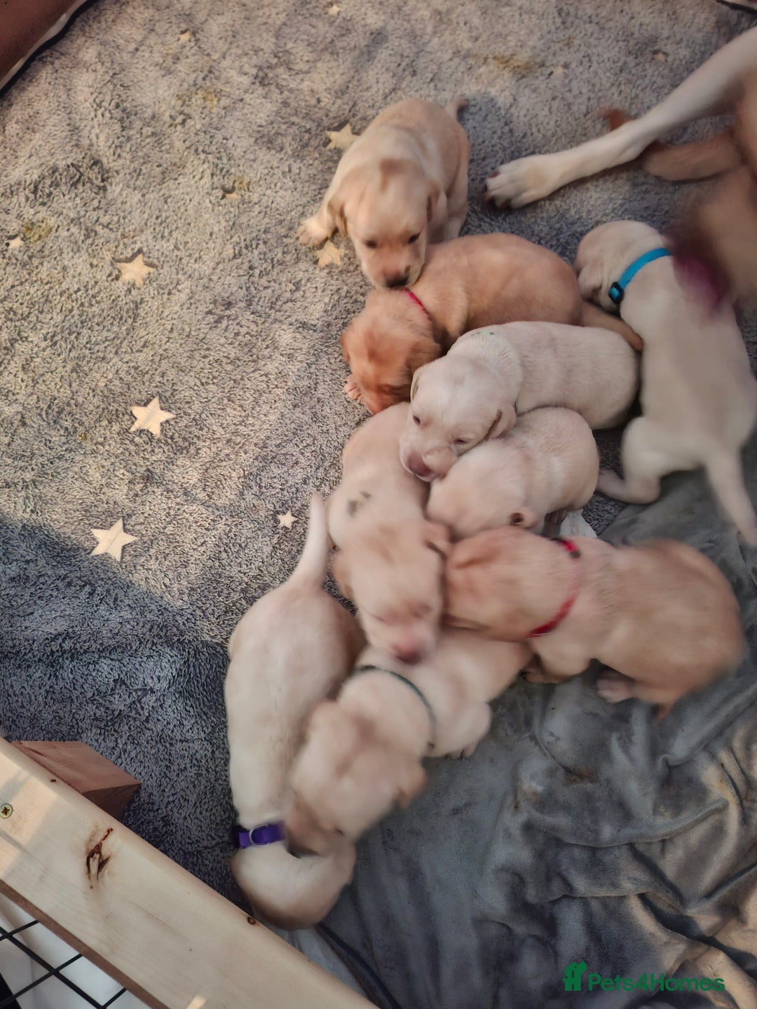 Labrador Retriever dogs for sale: Labrador puppies - Image 15