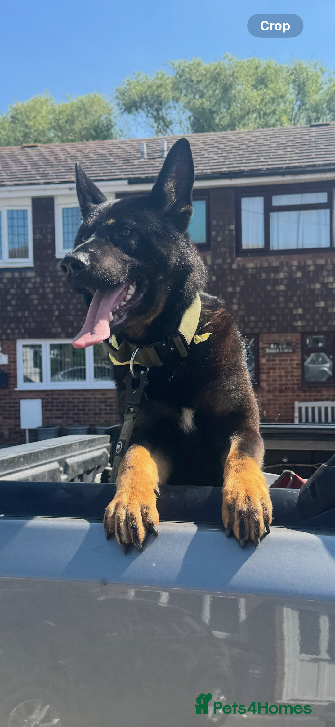 German Shepherd dogs for stud: Black & tan German Shepard for stud duties  - Advert 1