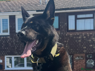 German Shepherd dogs Black & tan German Shepard for stud duties - Advert 8