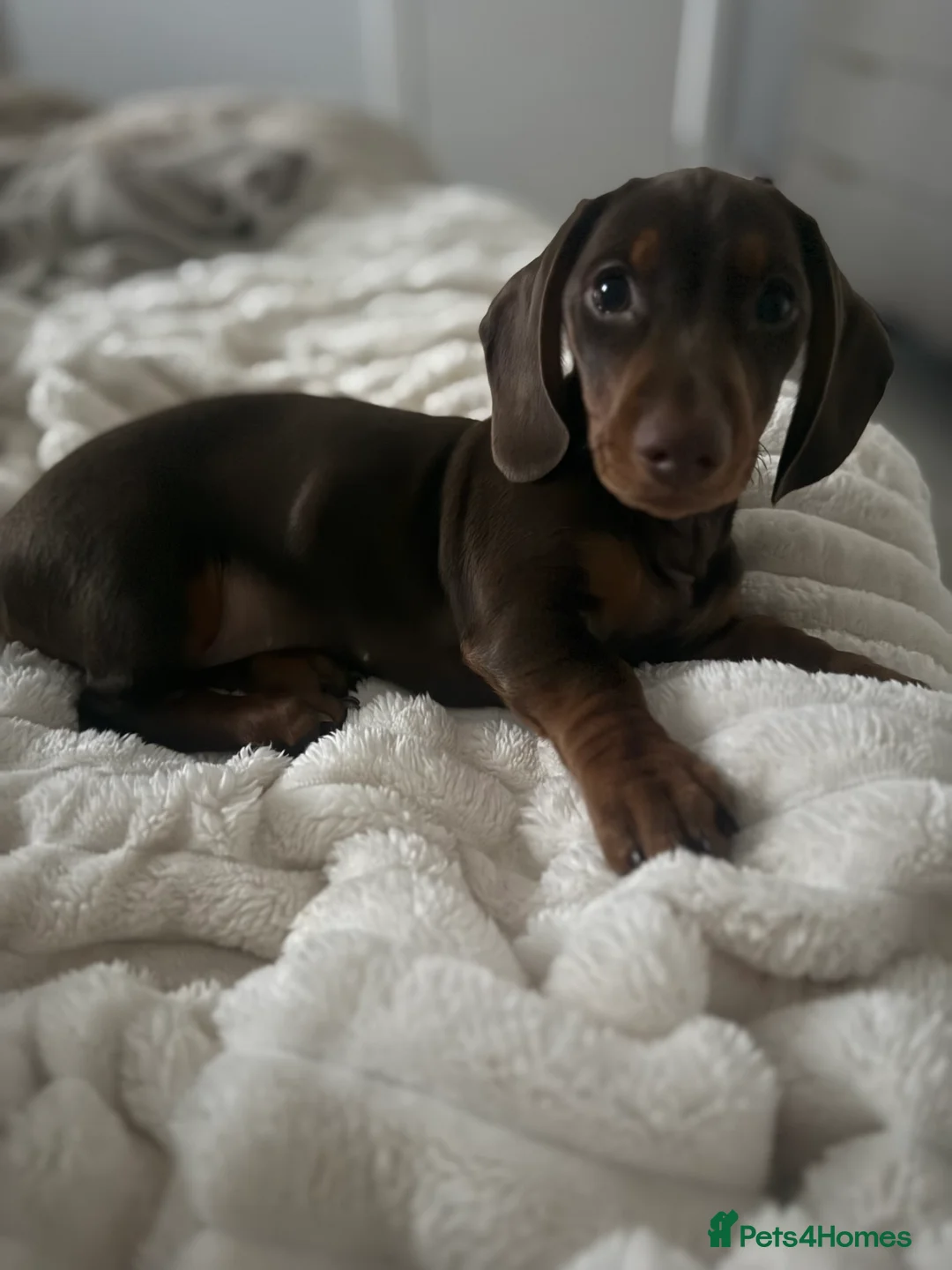 Miniature Dachshund dogs for sale: Choccie and tan mini sausage girl - for sale - Advert 2